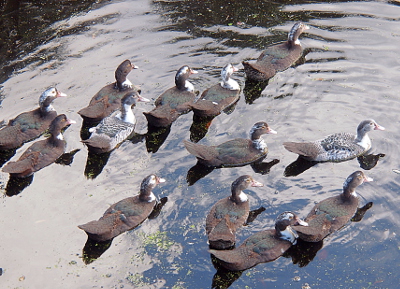 [The ducks are all in the water swimming from the lower left toward the right and upper parts of the image. While most of the backs of the ducks are dark, there are two ducks with speckled white and black backs. There is also a variation in how much white there is on the heads and necks of the ducks. While all the ducks have noticeable tail feathers, there is a lack of bulk in the body where the flight feathers would be.]